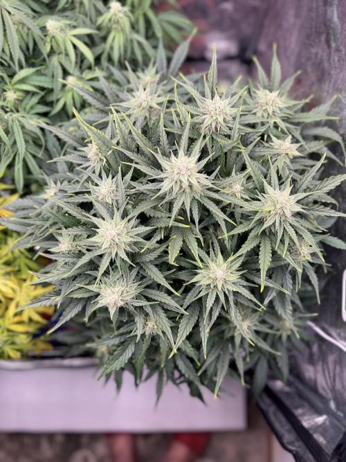 Nuka seeds Gorilla Auto. Week 11 - 2