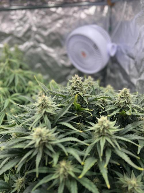 Nuka seeds Gorilla Auto. Week 11 - 2