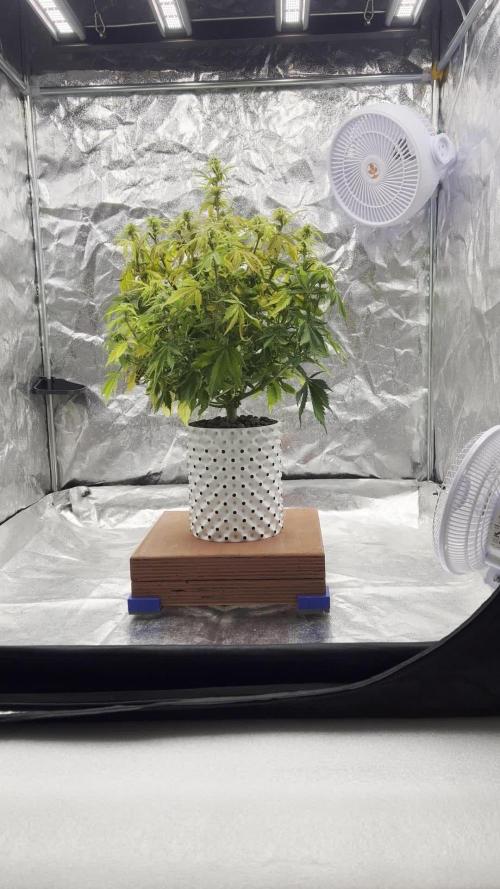Nuka seeds Gorilla Auto