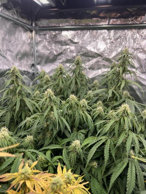 Nuka seeds Gorilla Auto. Week 11 - 1
