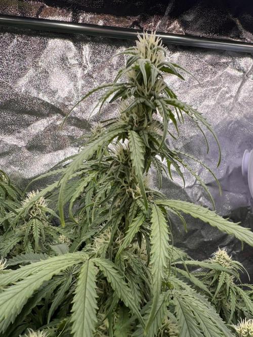 Nuka seeds Gorilla Auto. Week 11 - 1