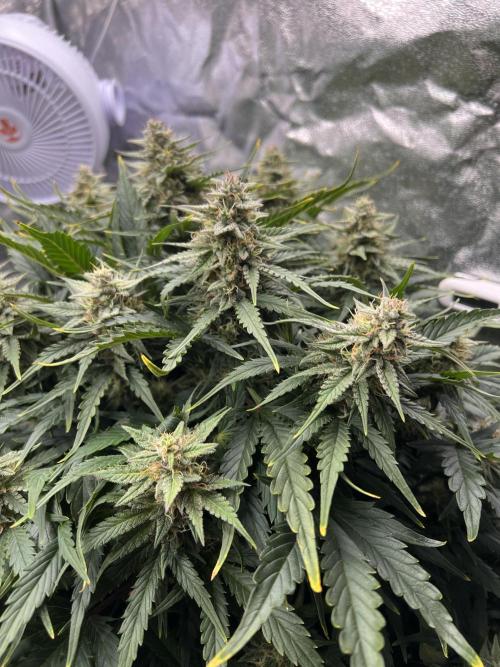 Nuka seeds Gorilla Auto. Week 11 - 2