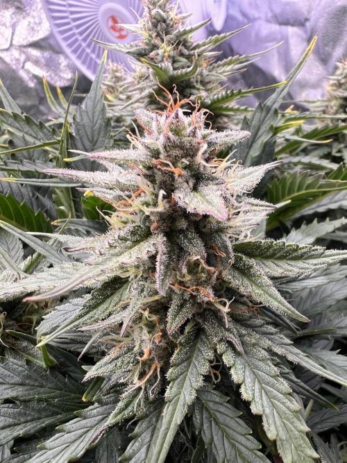 Nuka seeds Gorilla Auto. Week 11 - 2