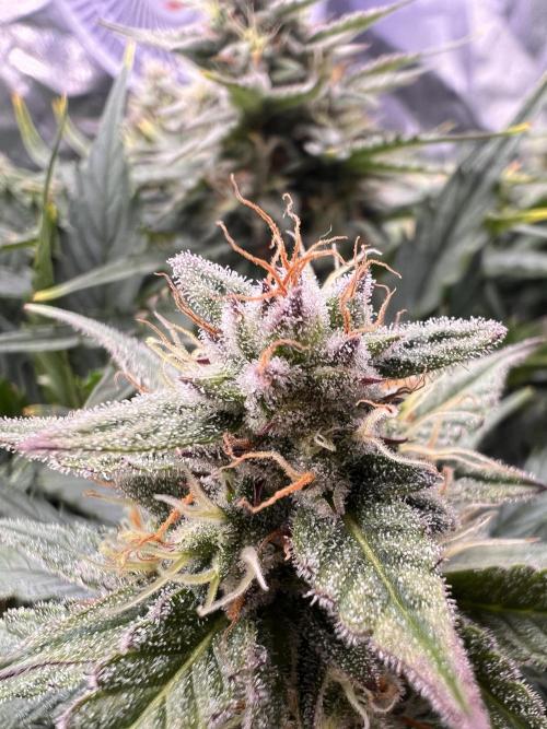 Nuka seeds Gorilla Auto. Week 11 - 2