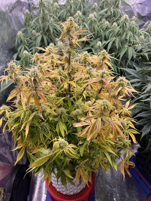 Nuka seeds Gorilla Auto. Week 11 - 3