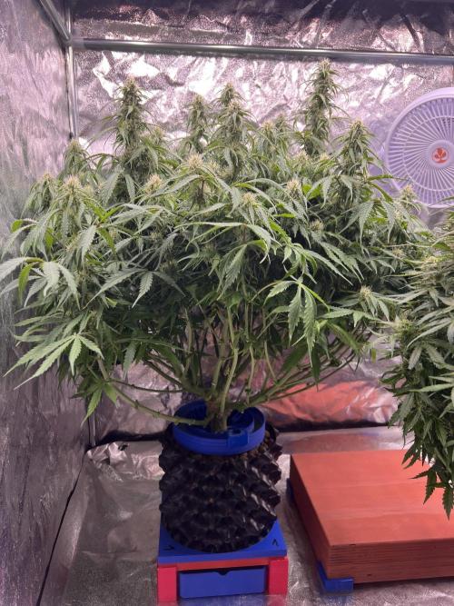 Nuka seeds Gorilla Auto. Week 12 - 1