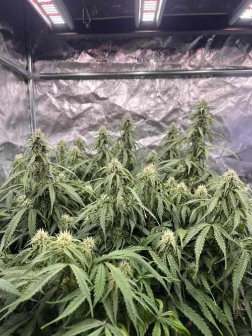 Nuka seeds Gorilla Auto. Week 12 - 1