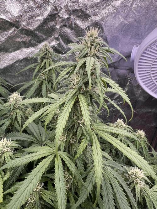 Nuka seeds Gorilla Auto. Week 12 - 1