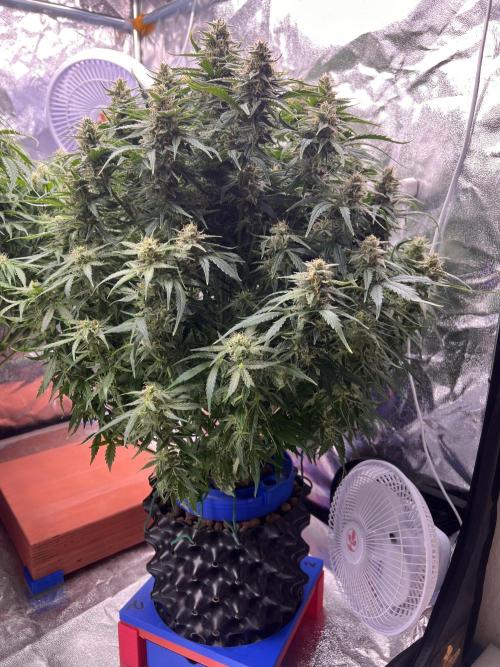 Nuka seeds Gorilla Auto. Week 12 - 2