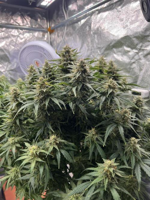 Nuka seeds Gorilla Auto. Week 12 - 2