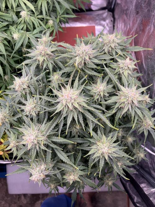 Nuka seeds Gorilla Auto. Week 12 - 2