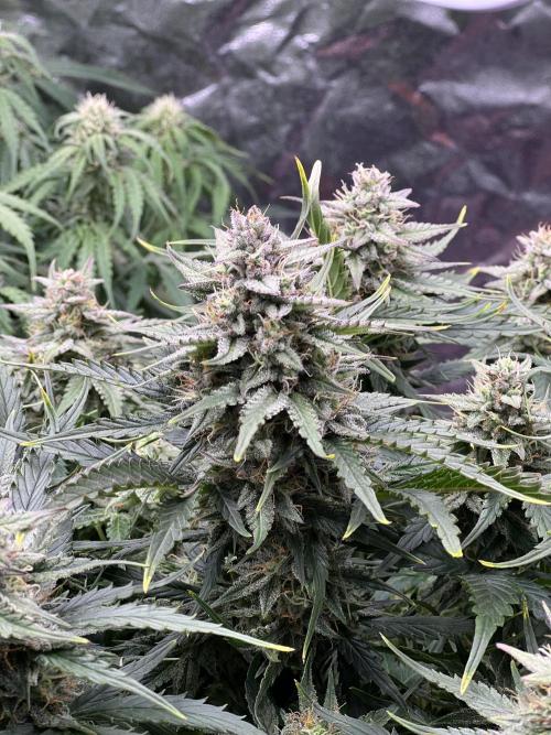 Nuka seeds Gorilla Auto. Week 12 - 2
