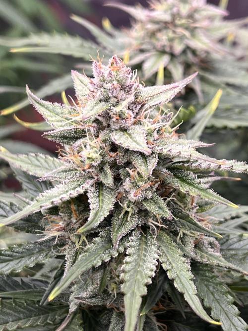 Nuka seeds Gorilla Auto. Week 12 - 2
