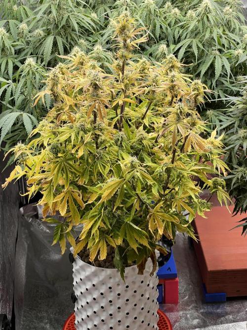 Nuka seeds Gorilla Auto. Week 12 - 3