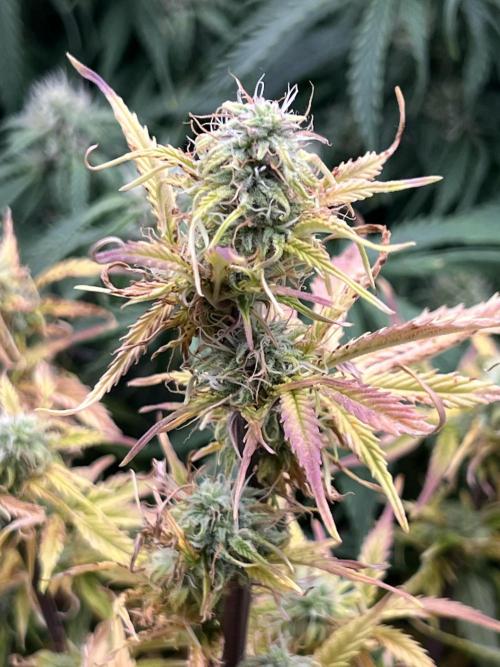 Nuka seeds Gorilla Auto. Week 12 - 3
