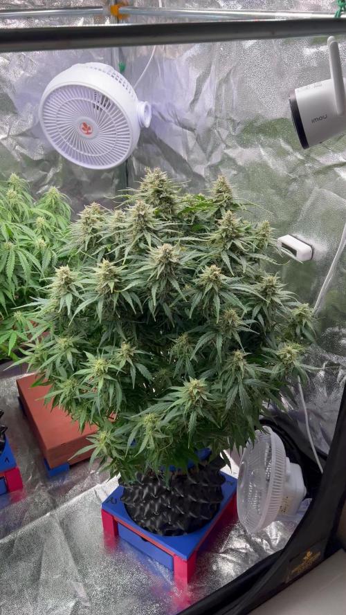 Nuka seeds Gorilla Auto