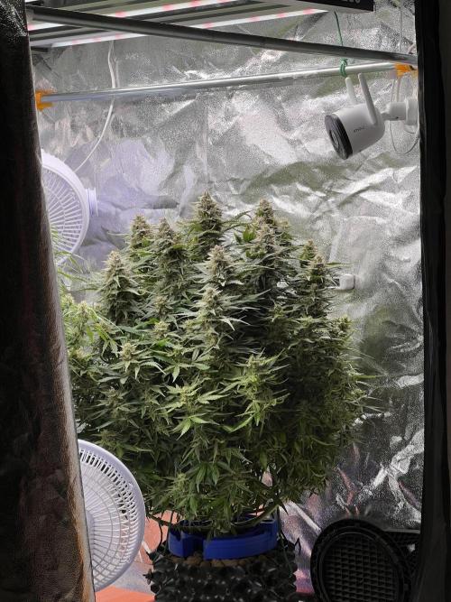 Nuka seeds Gorilla Auto. Week 12 - 2