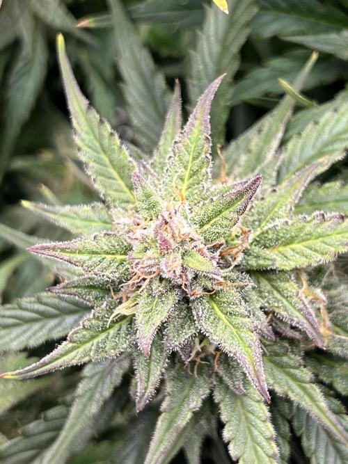 Nuka seeds Gorilla Auto. Week 12 - 2