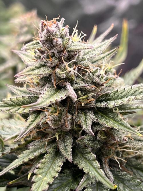 Nuka seeds Gorilla Auto. Week 12 - 2