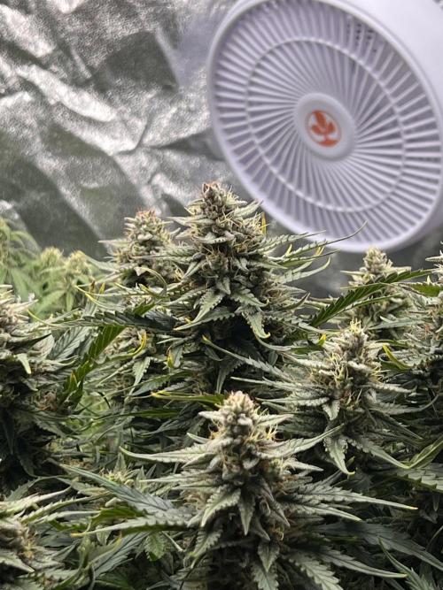 Nuka seeds Gorilla Auto. Week 12 - 2