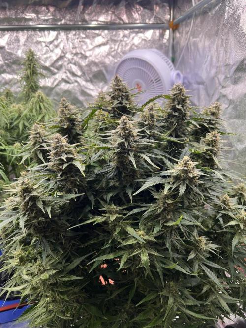 Nuka seeds Gorilla Auto. Week 12 - 2
