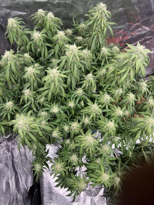 Nuka seeds Gorilla Auto. Week 12 - 1