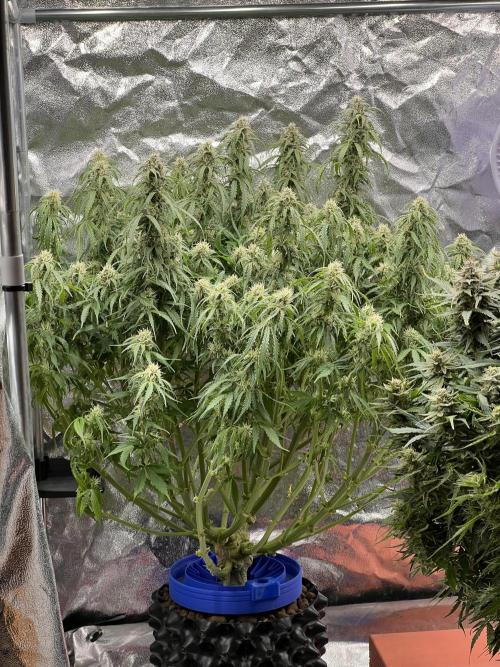 Nuka seeds Gorilla Auto. Week 12 - 1