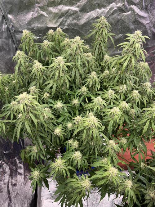Nuka seeds Gorilla Auto. Week 12 - 1