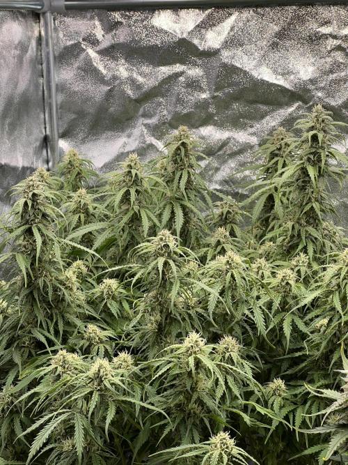 Nuka seeds Gorilla Auto. Week 12 - 1