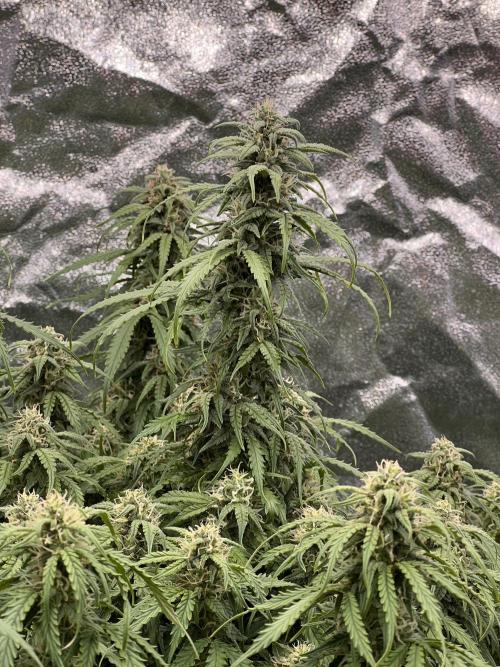 Nuka seeds Gorilla Auto. Week 12 - 1