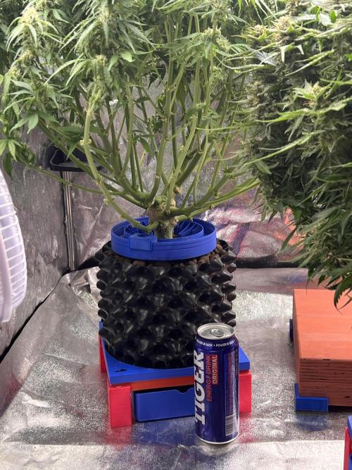 Nuka seeds Gorilla Auto. Week 12 - 1 :-)