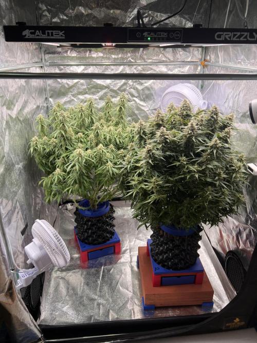 Nuka seeds Gorilla Auto. Week 13 - 1,2