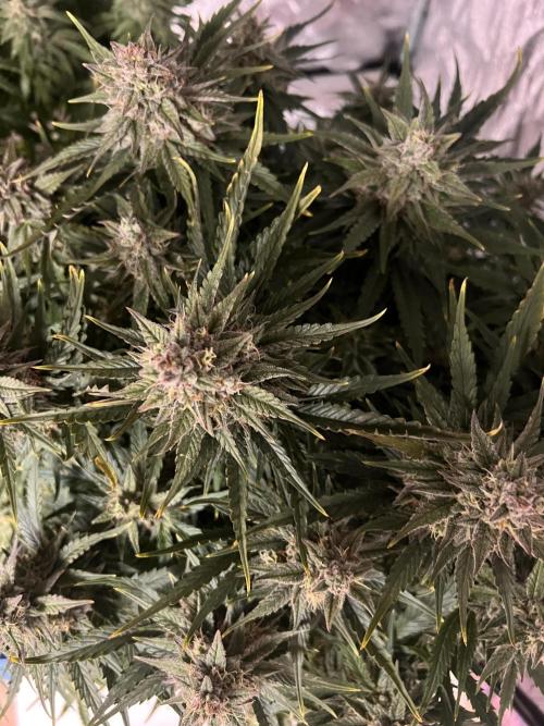 Nuka seeds Gorilla Auto. Week 13 - 2