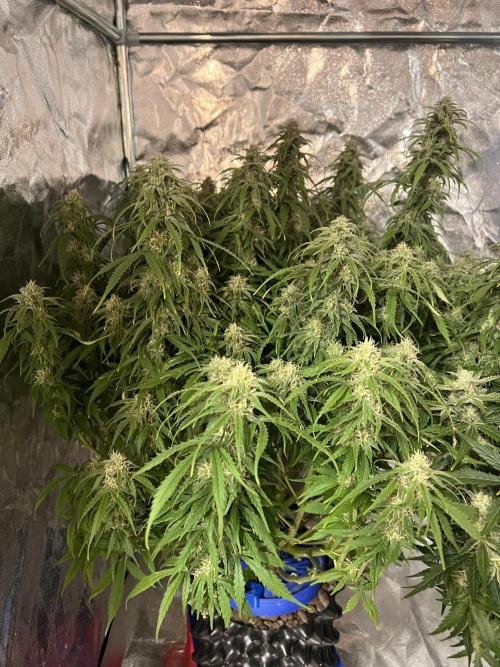 Nuka seeds Gorilla Auto. Week 13 - 1