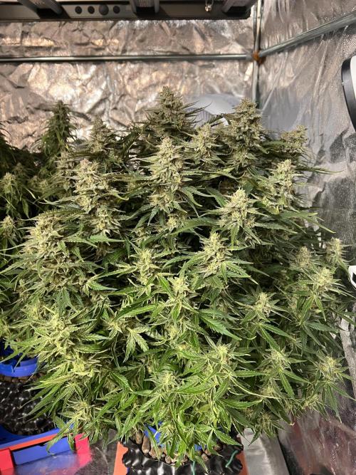 Nuka seeds Gorilla Auto. Week 13 - 2