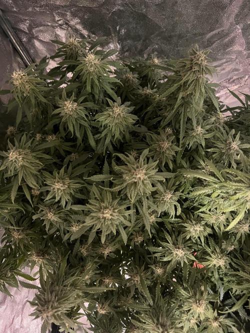Nuka seeds Gorilla Auto. Week 13 - 1