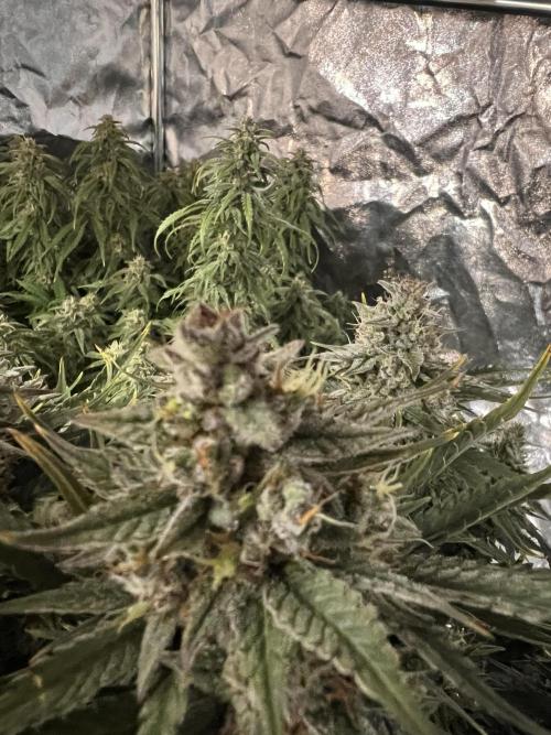 Nuka seeds Gorilla Auto. Week 13 - 2