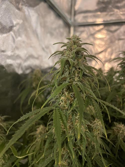 Nuka seeds Gorilla Auto. Week 13 - 1