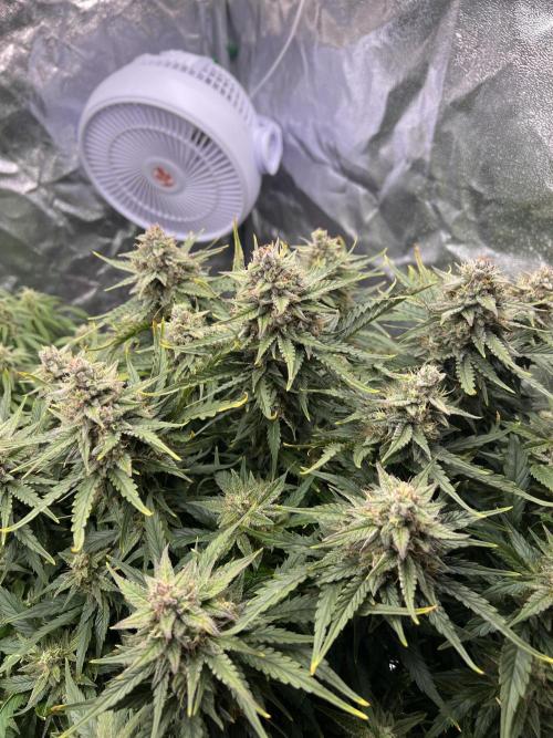 Nuka seeds Gorilla Auto. Week 13 - 2