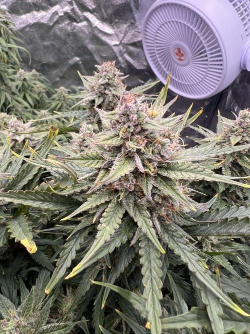 Nuka seeds Gorilla Auto. Week 13 - 2