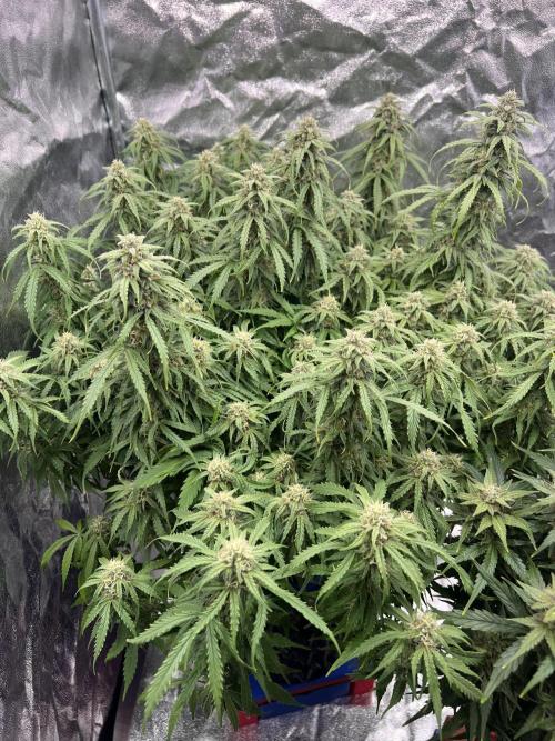 Nuka seeds Gorilla Auto. Week 13 - 1