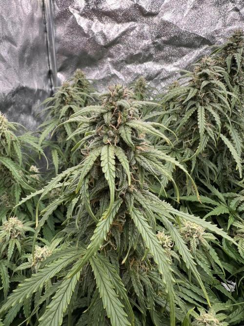 Nuka seeds Gorilla Auto. Week 13 - 1