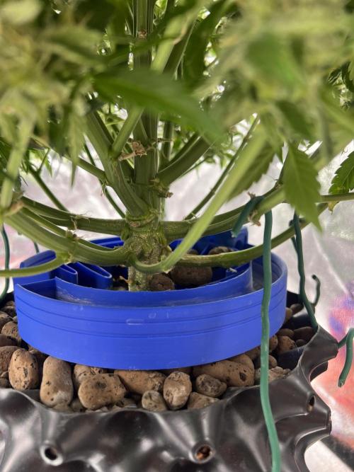 Nuka seeds Gorilla Auto. Week 13 - 2