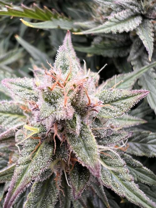 Nuka seeds Gorilla Auto. Week 13 - 2