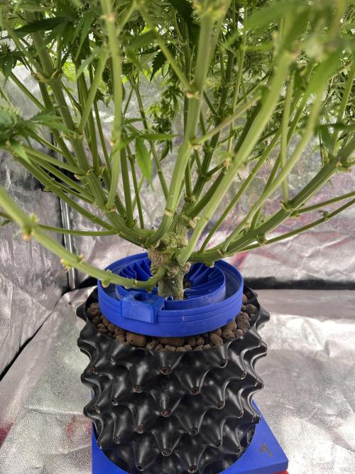 Nuka seeds Gorilla Auto. Week 13 - 1