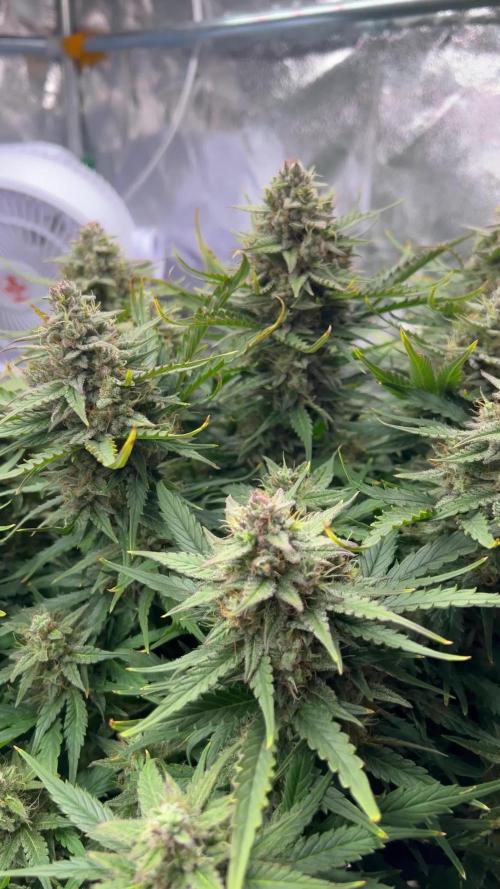 Nuka seeds Gorilla Auto