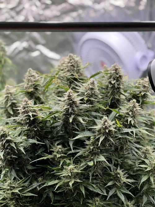 Nuka seeds Gorilla Auto. Week 13 - 2 .