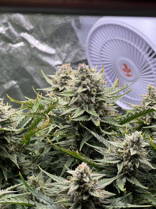 Nuka seeds Gorilla Auto. Week 13 - 2 .
