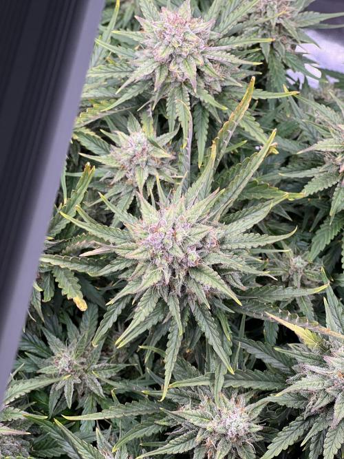 Nuka seeds Gorilla Auto. Week 13 - 2 .