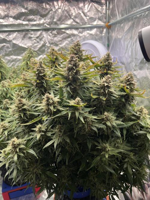 Nuka seeds Gorilla Auto. Week 14 - 2